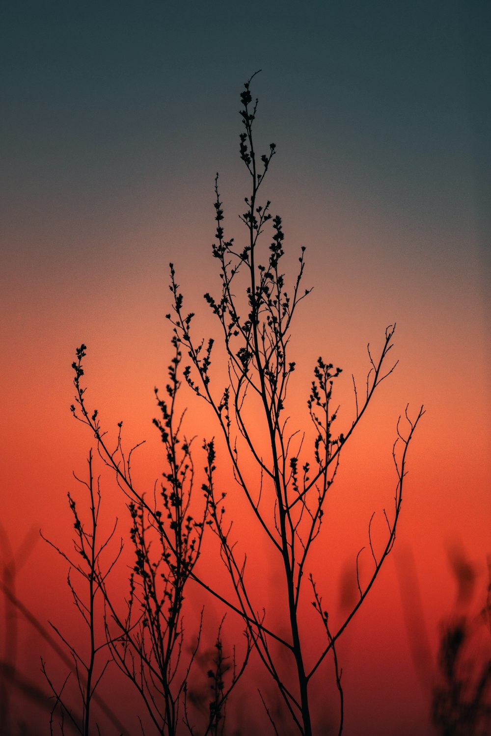 the silhouette of a tree against a sunset