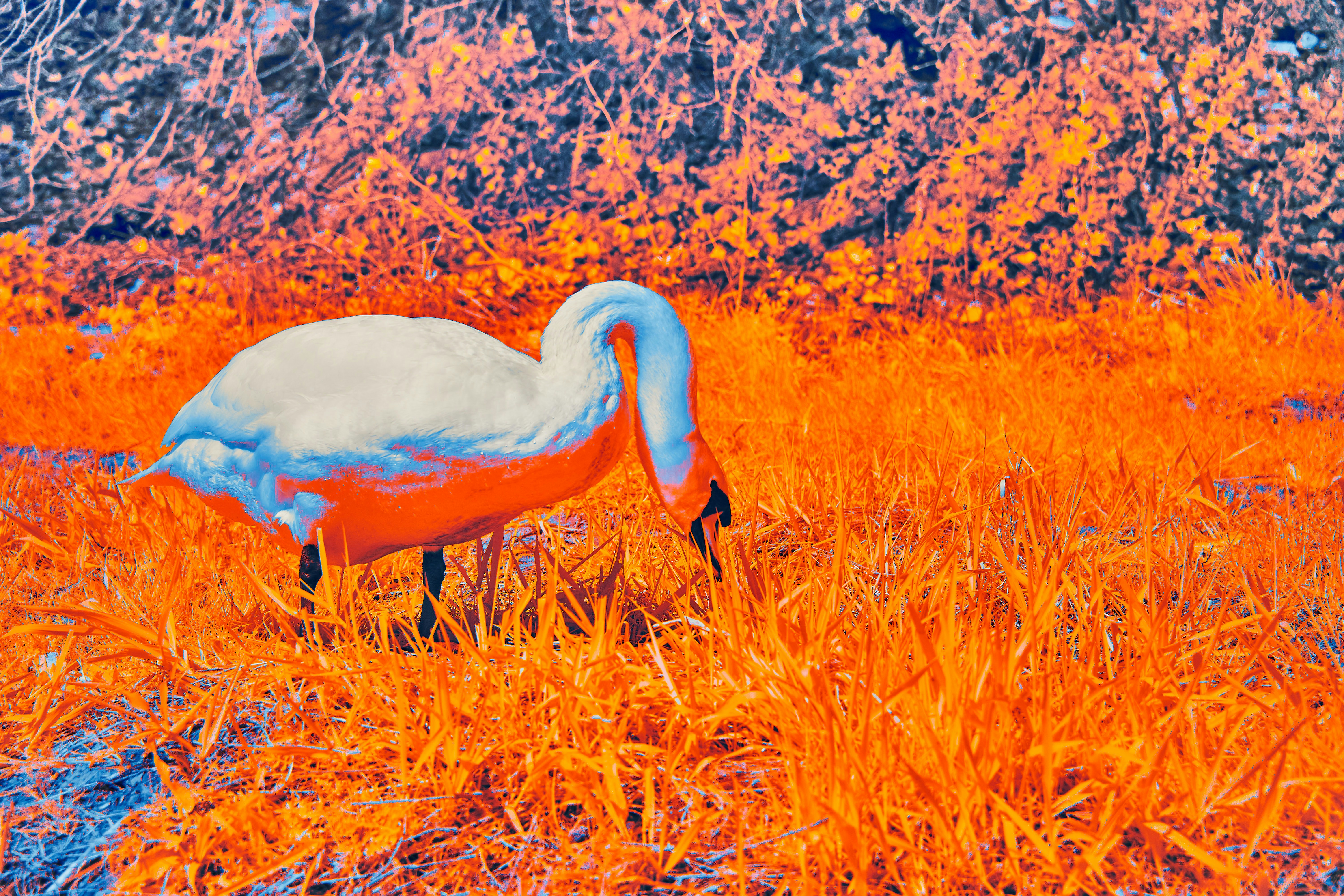 Photo by wolfgang_hasselmann