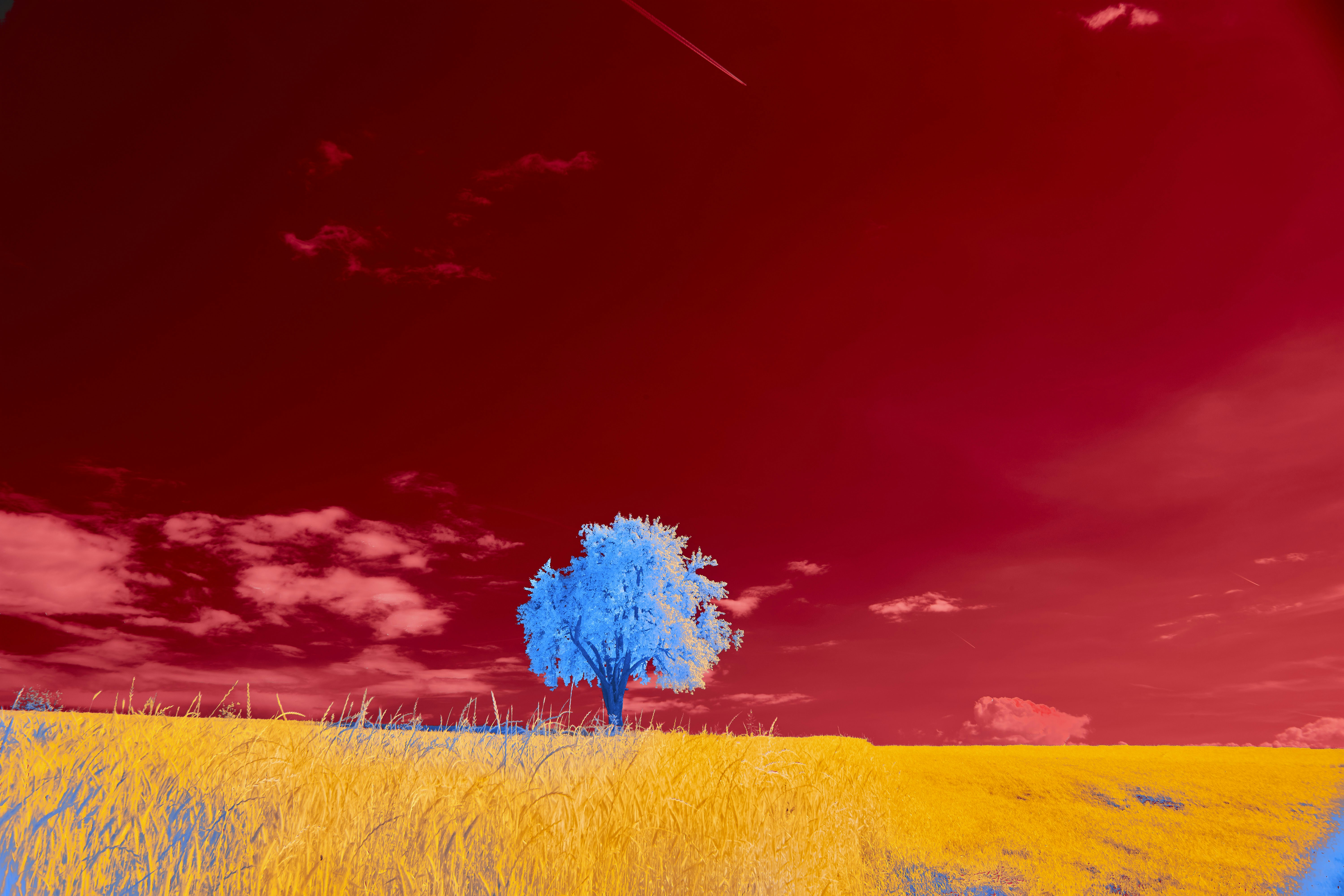 Photo by wolfgang_hasselmann