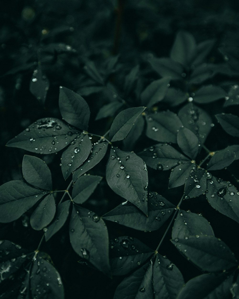 a close up of a plant with water droplets on it