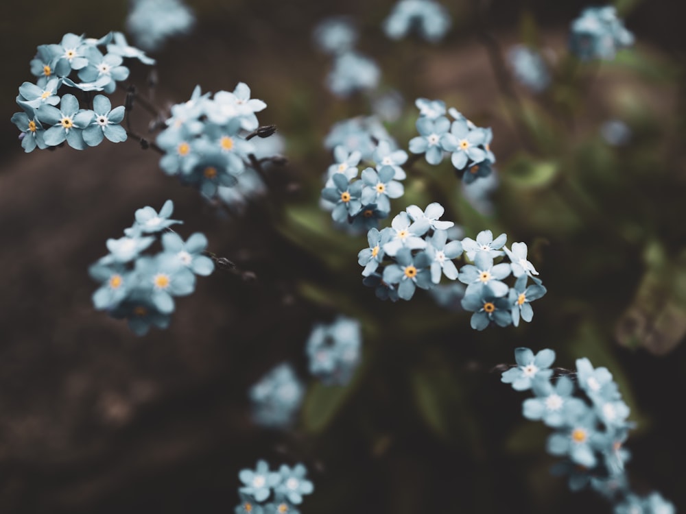 a bunch of small blue flowers in a field