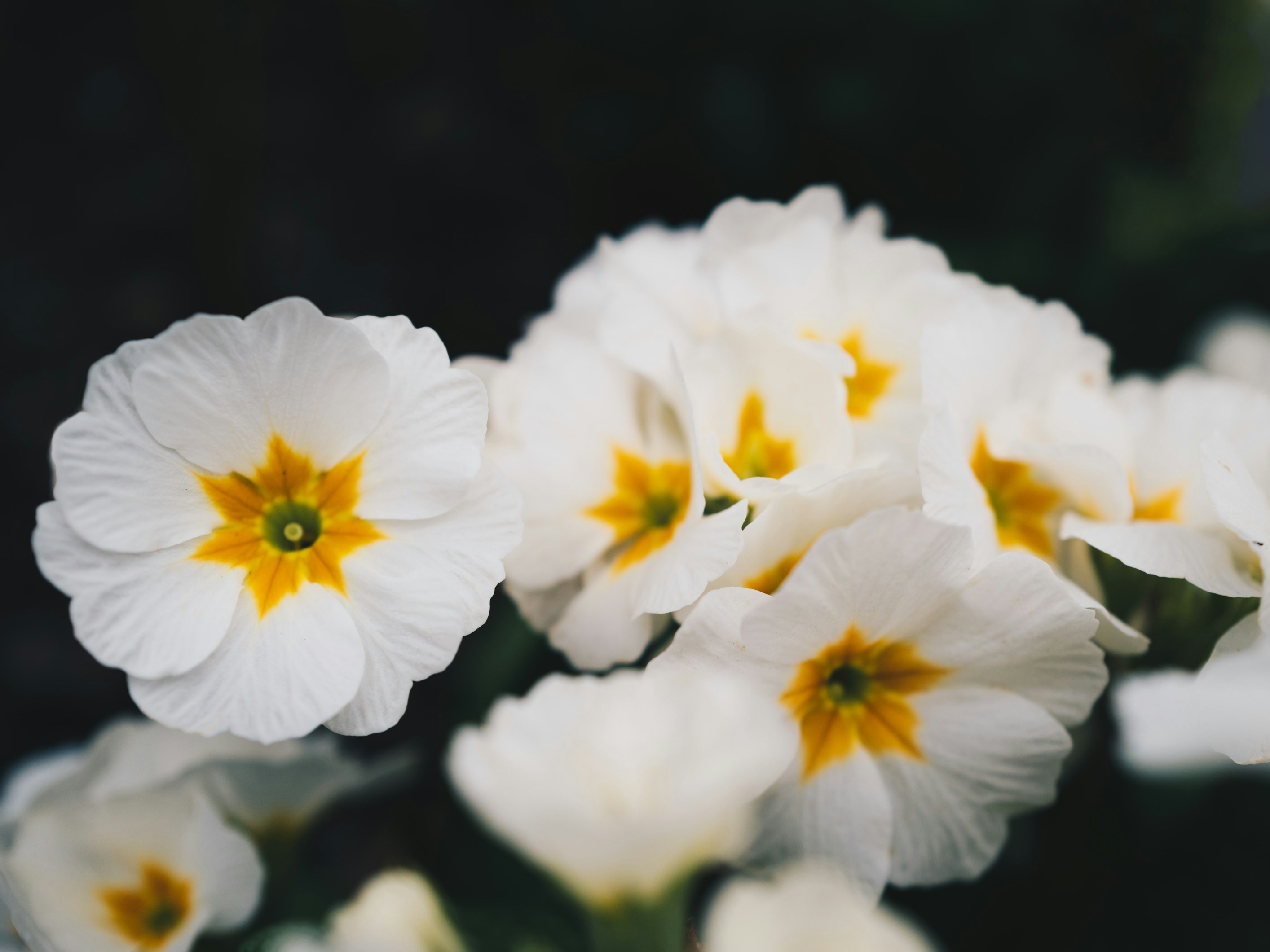 Photo by benjamin_photography