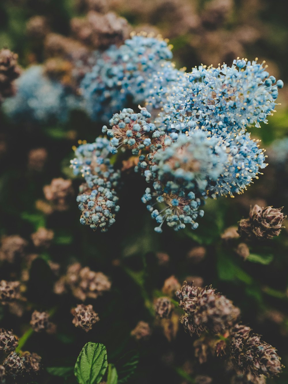 a close up of a bunch of blue flowers