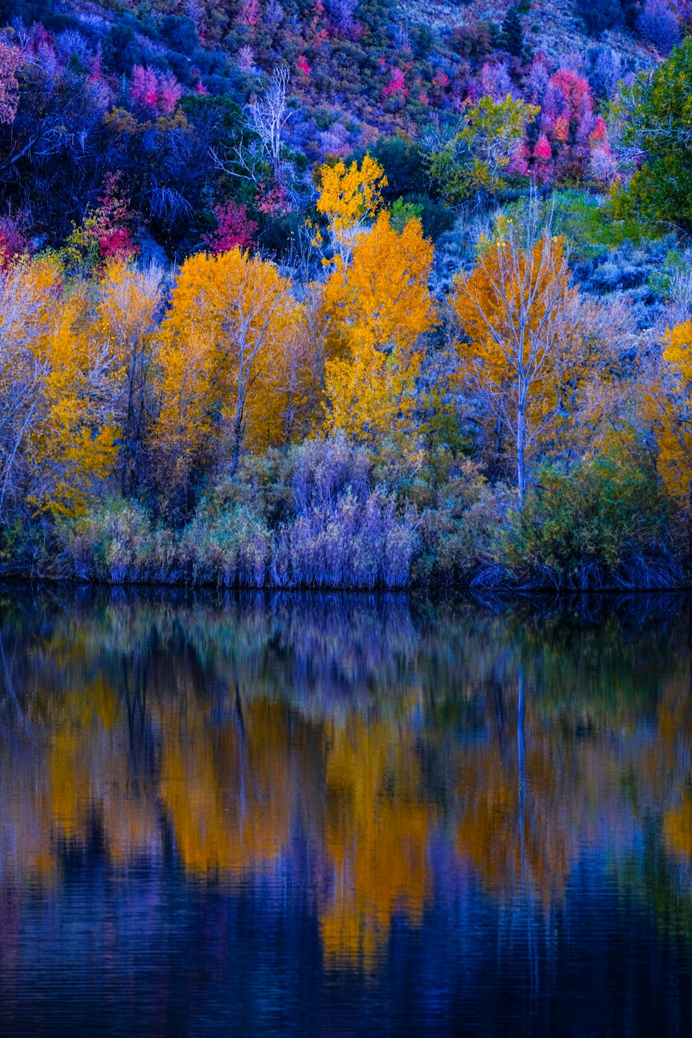 a body of water surrounded by colorful trees