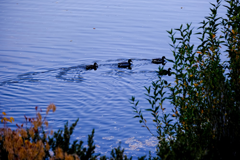 a couple of ducks floating on top of a lake