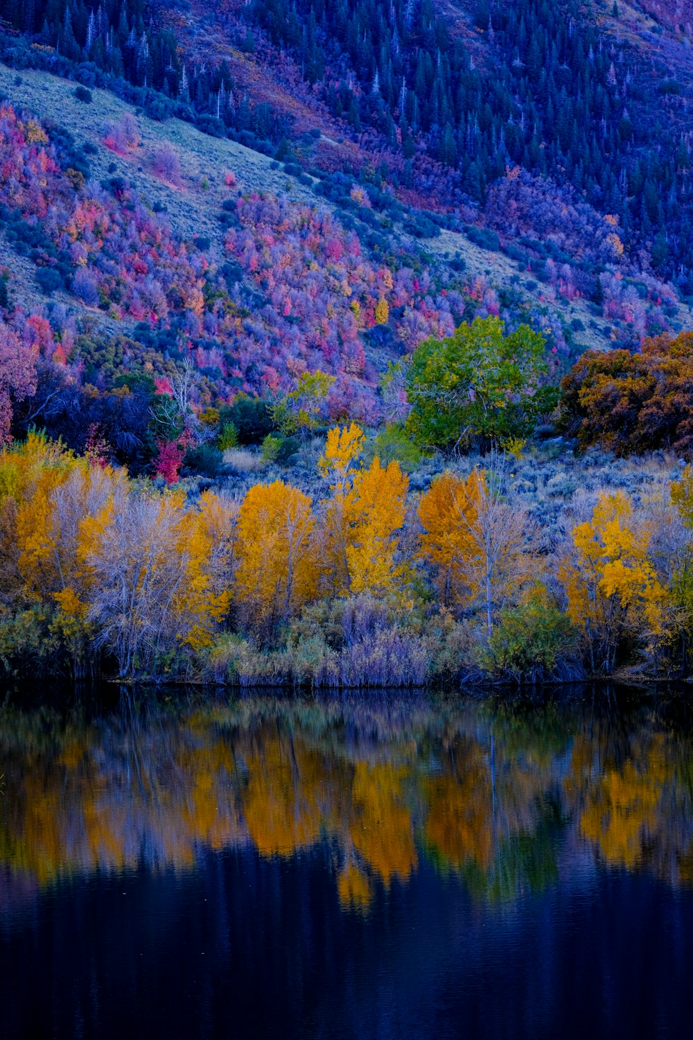 a lake surrounded by a forest filled with lots of trees