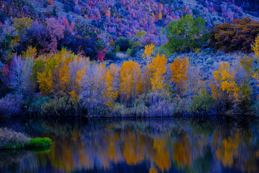 a body of water surrounded by colorful trees