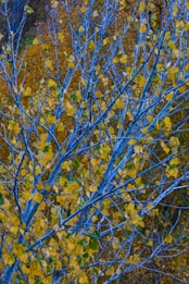 A network of tree branches with vibrant yellow leaves amidst a backdrop of similar foliage. The branches have a bluish tint, creating a striking contrast with the autumn colors. The image encapsulates a dense, layered view of nature with interwoven branches and leaves filling the scene.