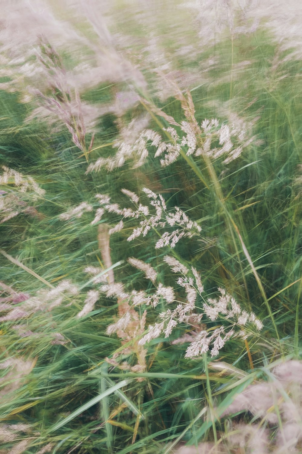 a blurry photo of a field of grass