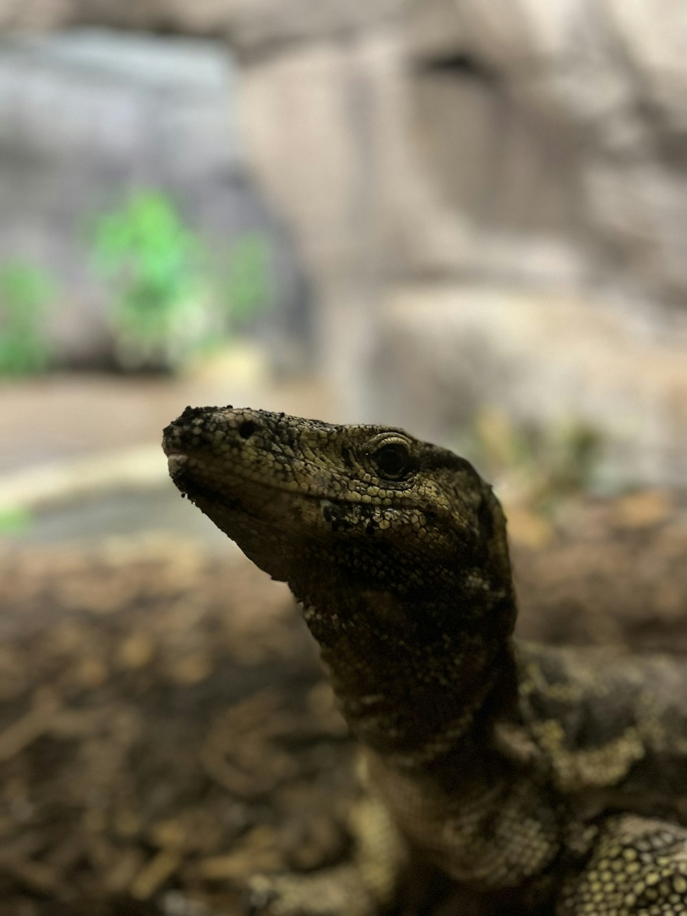 a close up of a lizard in a zoo enclosure