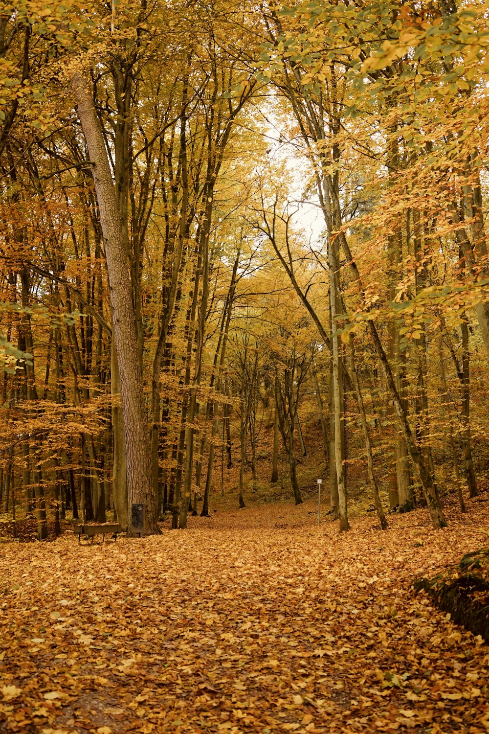 a leaf covered path in the middle of a forest