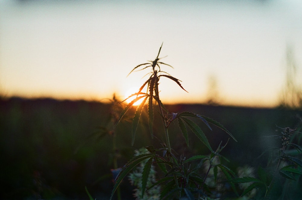 the sun is setting over a field of grass