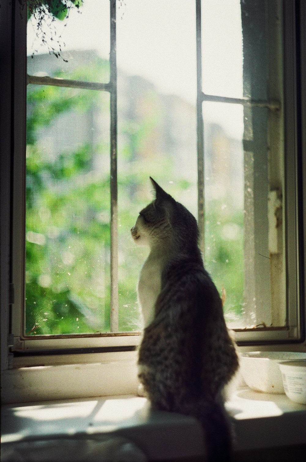 a cat sitting on a window sill looking out the window