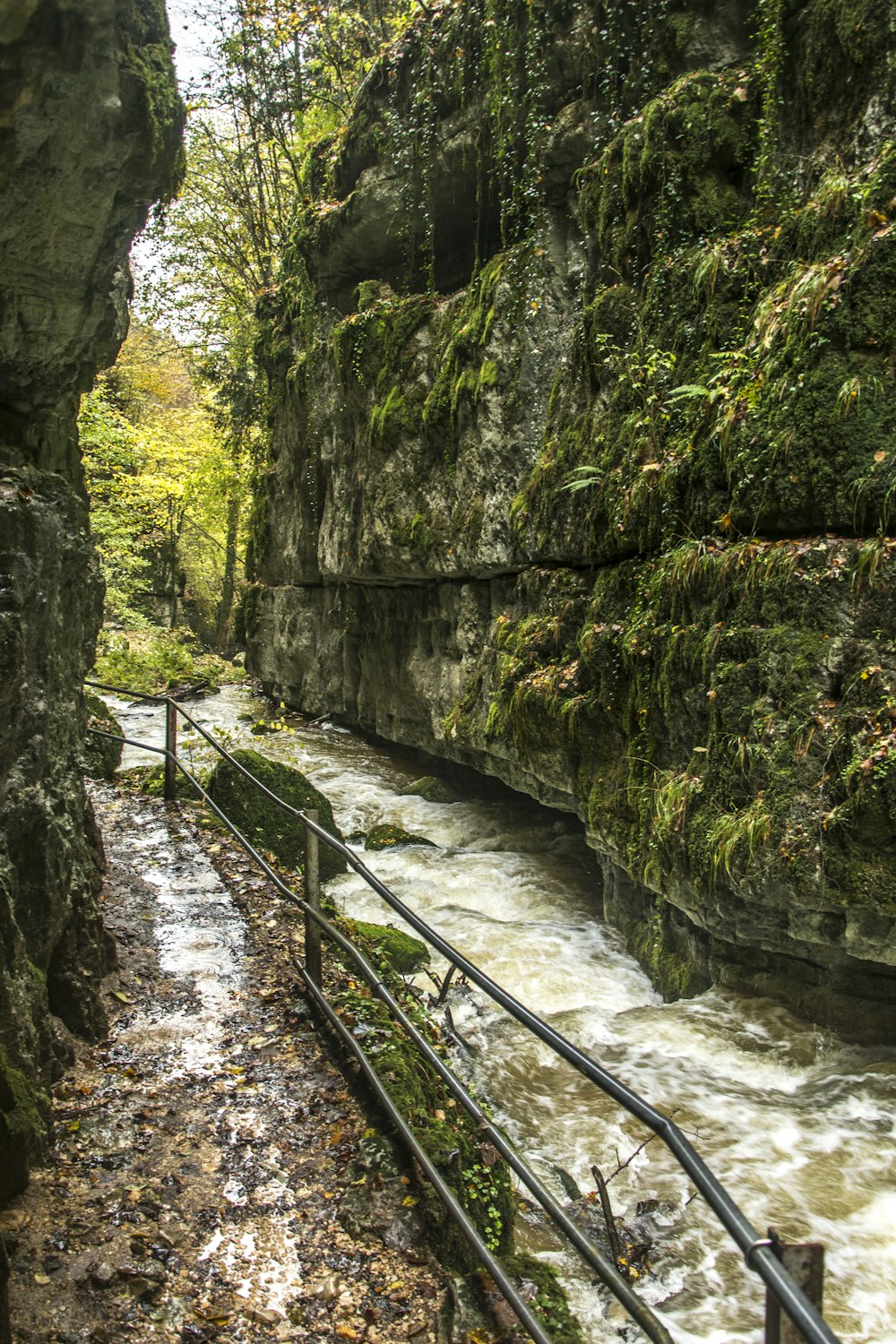 a river running through a lush green forest