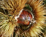 Close-up view of a chestnut encased in its spiky, green-brown husk, partially open to reveal the glossy, brown nut inside. The contrast between the sharp, golden spikes and the smooth, rich brown surface of the chestnut is striking.