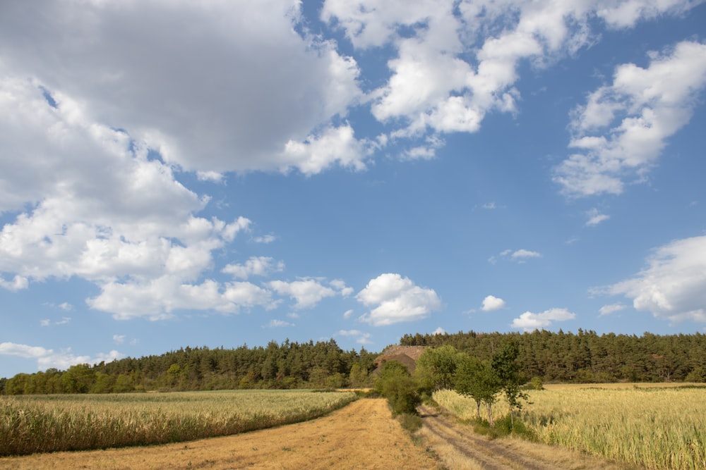 a dirt road in the middle of a field