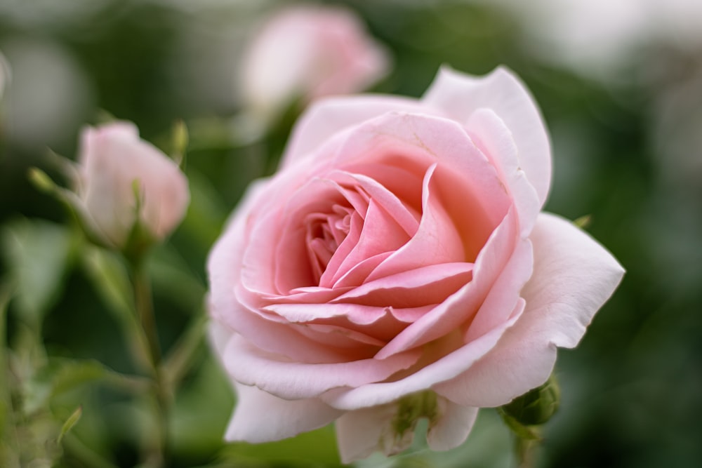 a pink rose is blooming in a garden