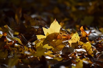 A close-up of vibrant autumn leaves being raked into a pile, showcasing seasonal landscaping work.