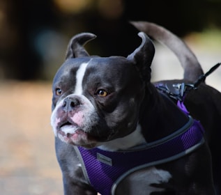 A close-up of a black and white dog with a white stripe on its face, wearing a purple harness. The dog appears alert and is set against a blurred outdoor background.