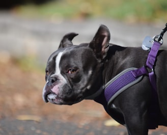 A black and white Boston Terrier wearing a purple harness is walking on a leash. The dog has a focused expression against a blurred background of natural tones.