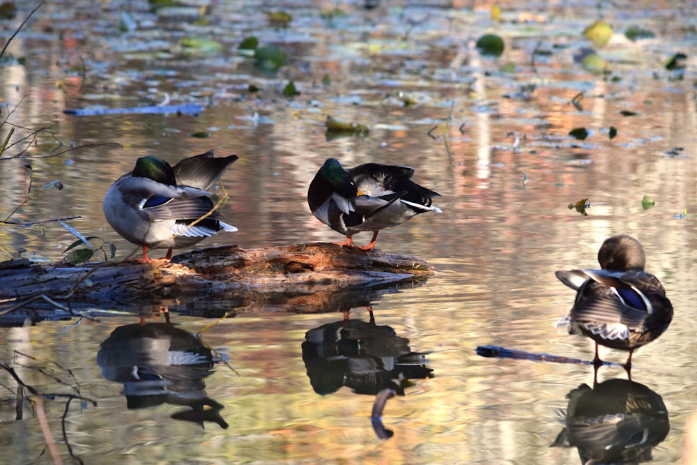 a group of ducks sitting on top of a log in the water