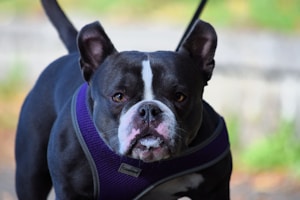 Navy Dog Harness