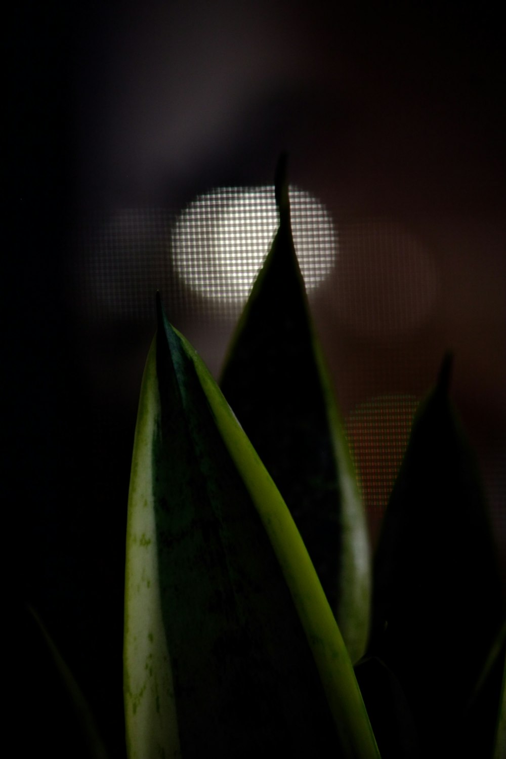 a close up of a plant with a blurry background