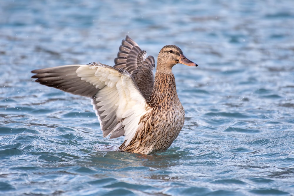 a duck flapping its wings in the water