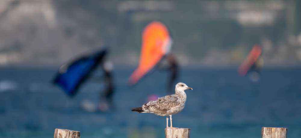 a seagull sitting on a post near the ocean