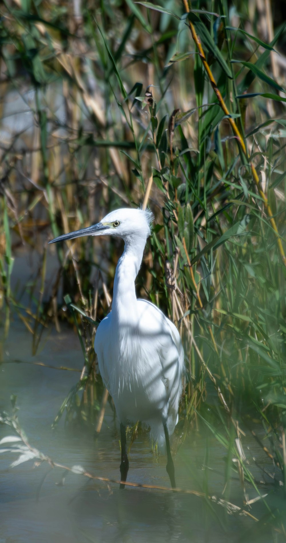 a white bird standing in a body of water