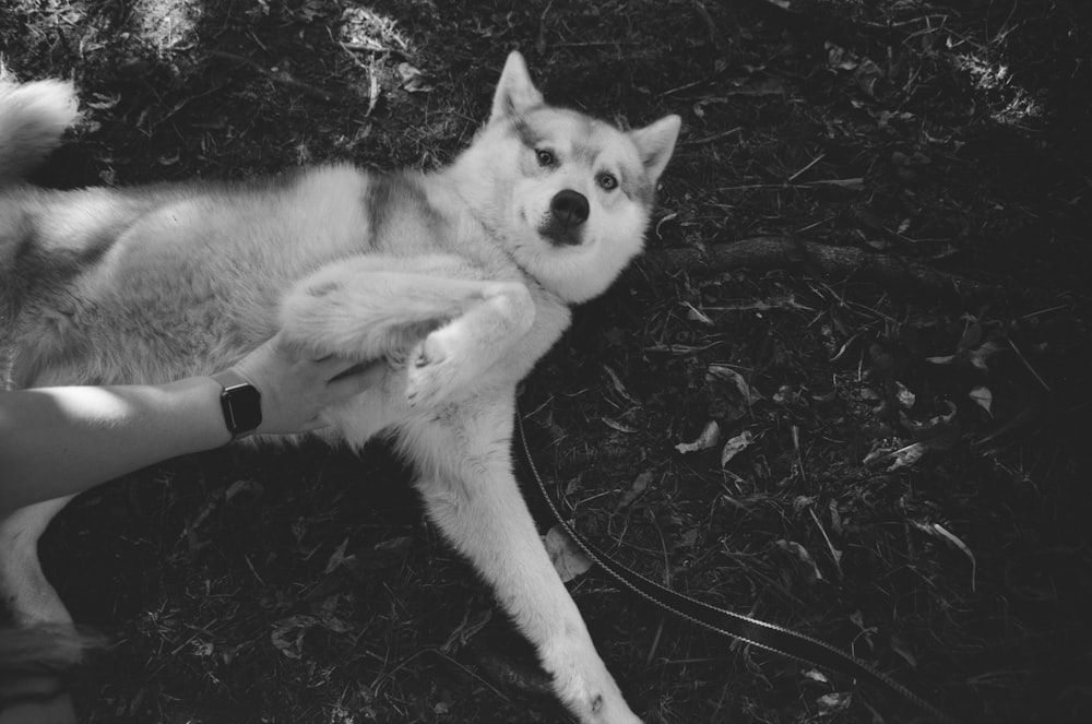 a black and white photo of a dog laying on the ground