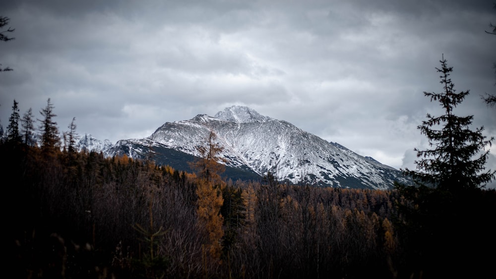 a snow covered mountain with trees in the foreground