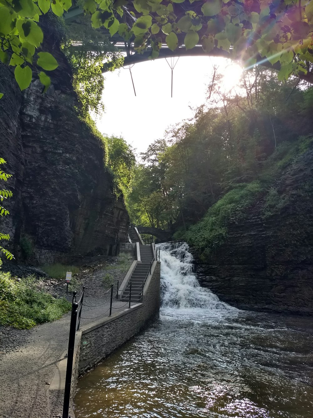 a river running through a lush green forest