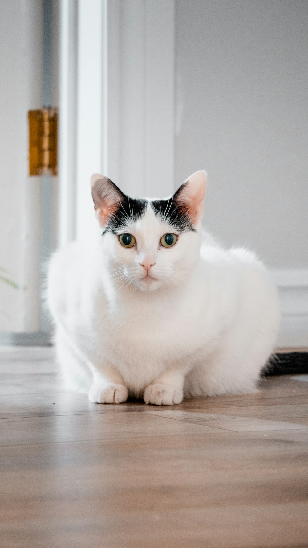 un gato blanco y negro sentado en el suelo