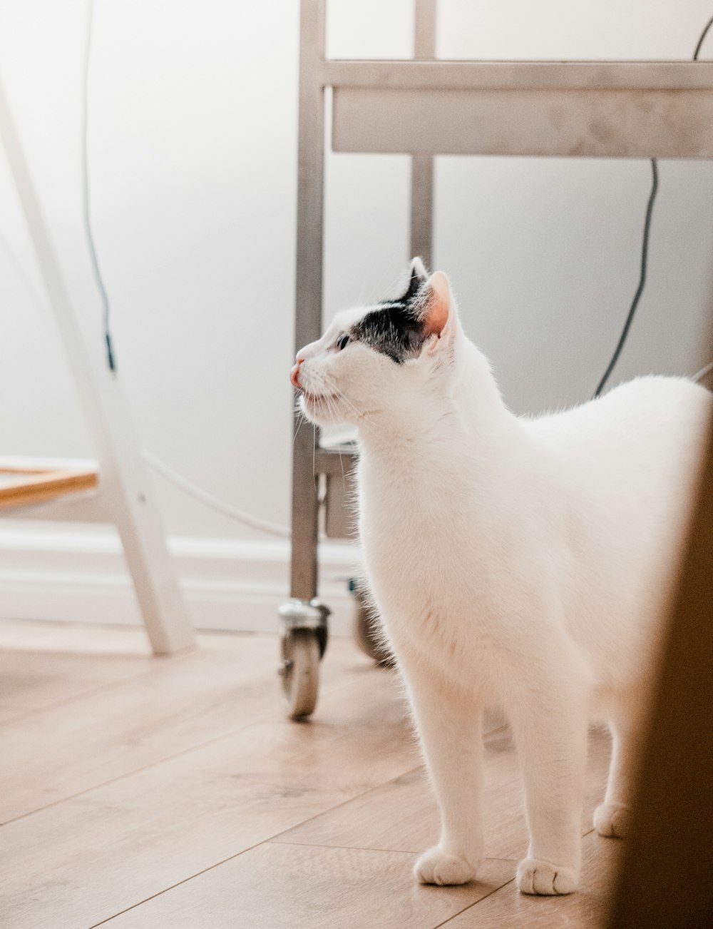 a black and white cat standing on a hard wood floor