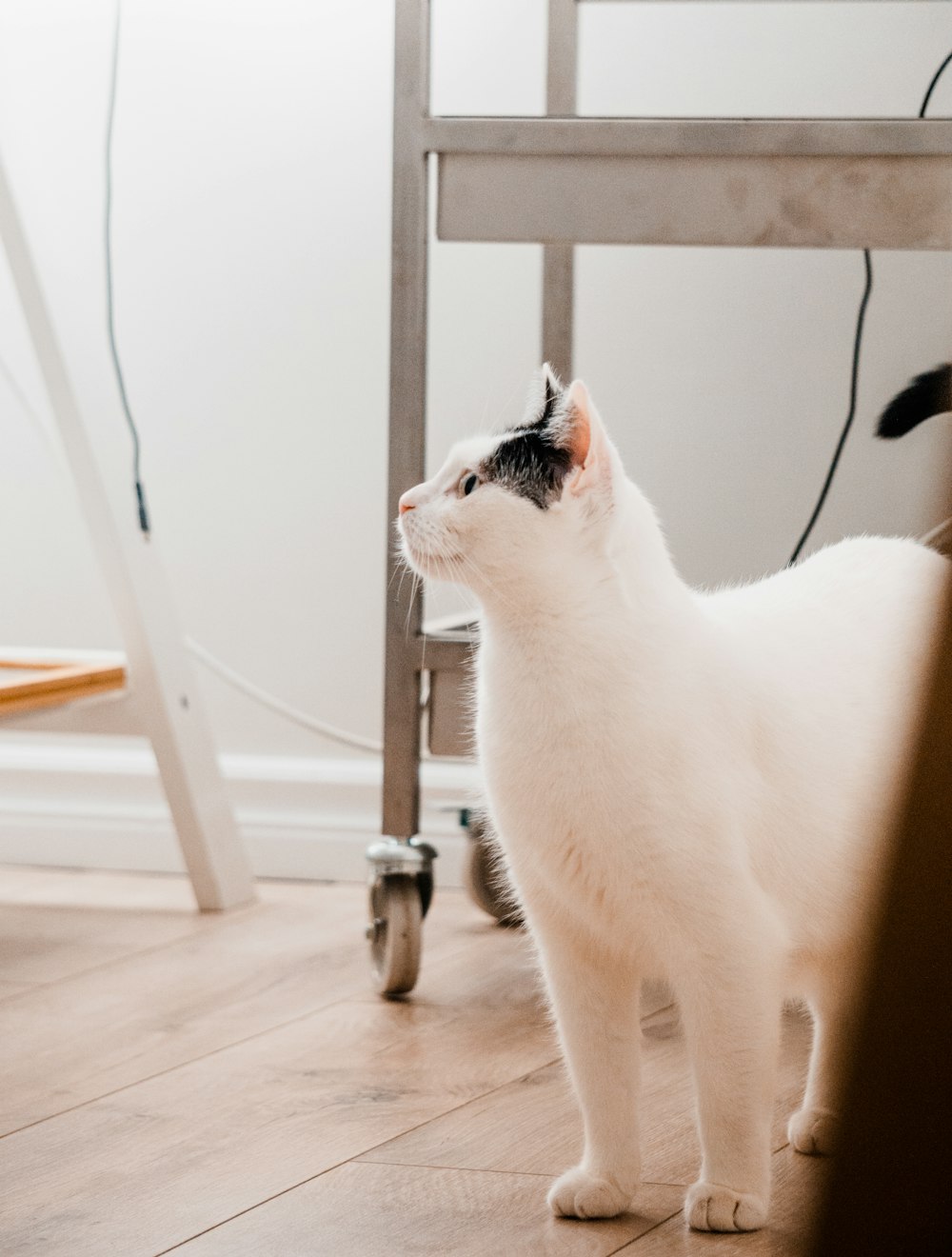 a white and black cat standing on a hard wood floor