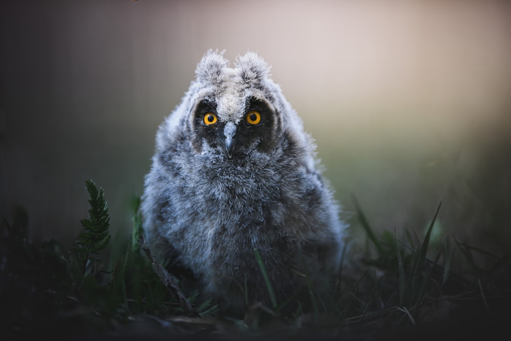 an owl with yellow eyes is standing in the grass