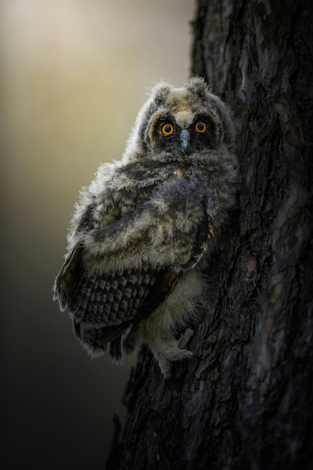 a small owl is perched on a tree