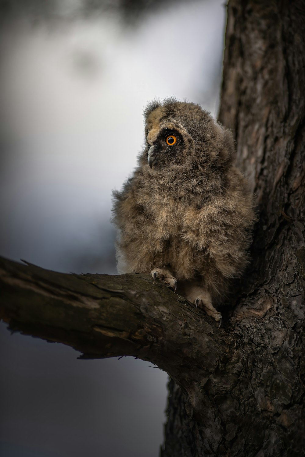 a small owl sitting on top of a tree branch