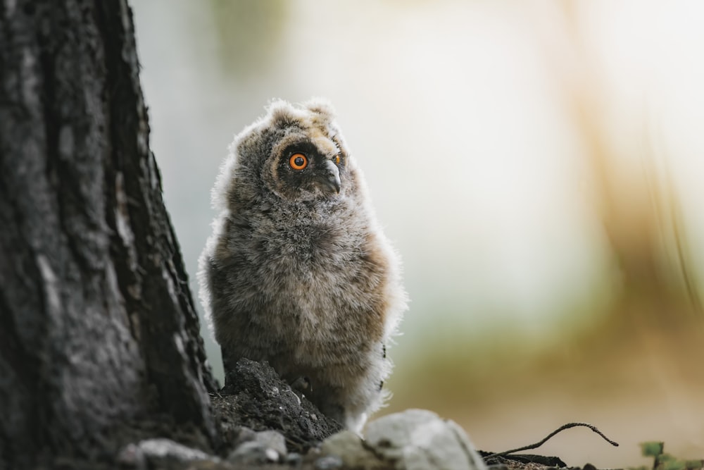 a small owl sitting on the ground next to a tree