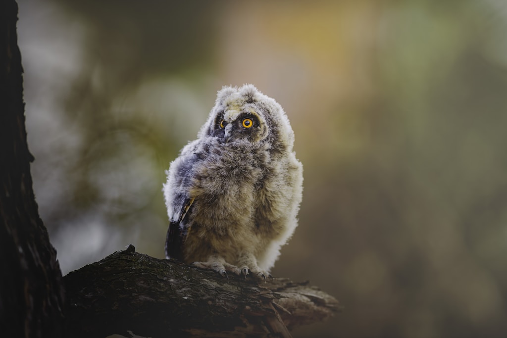 Lavender Owl