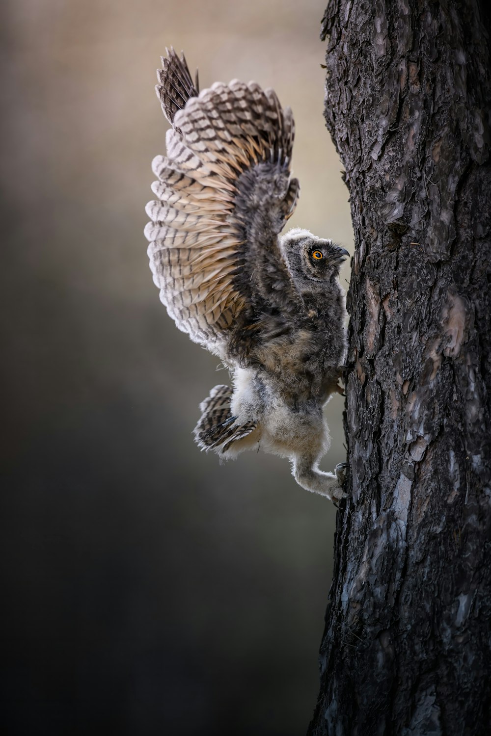 an owl is perched on a tree limb