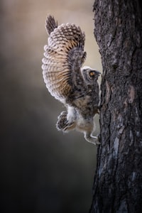 an owl is perched on a tree limb