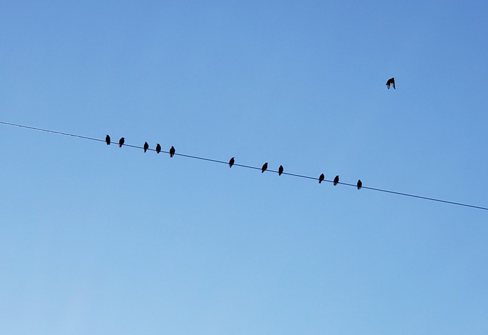 a flock of birds sitting on top of a power line