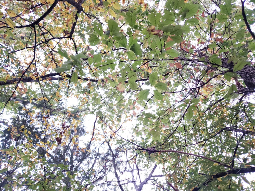 looking up through the leaves of a tree