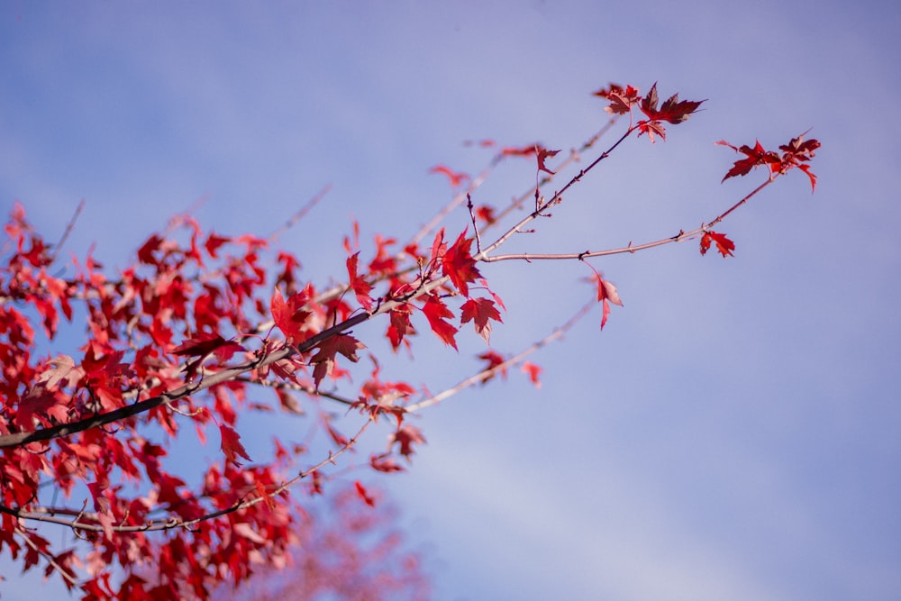a branch with red leaves against a blue sky