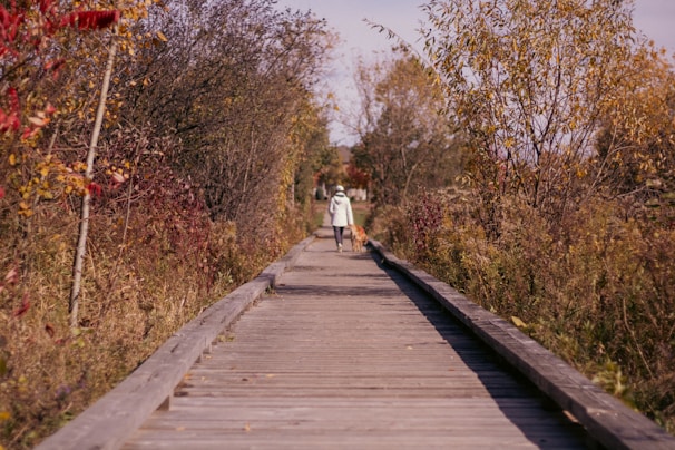 A person is walking a dog along a wooden boardwalk surrounded by autumn foliage. The trees and bushes are covered with leaves in shades of orange, yellow, and red, indicating a fall setting. The pathway stretches into the distance, creating a sense of depth.