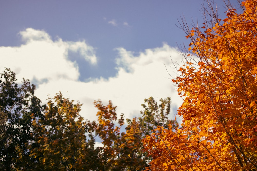 trees with orange leaves and a blue sky in the background