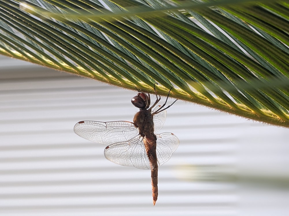 a dragon hanging upside down from a palm leaf