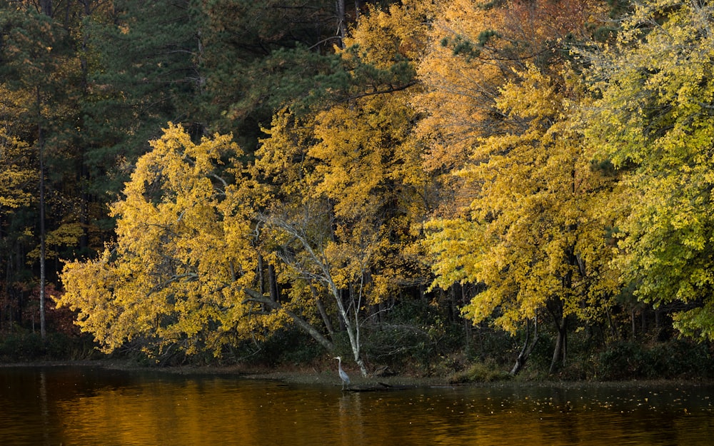 a tree that is standing in the water